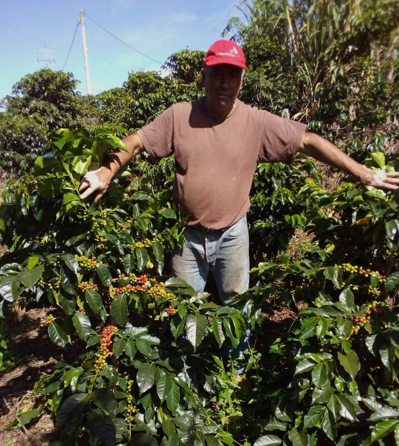 COLOMBIA ORGANIC NARINO APONTE  - 32418 - 70.2 kg GrainPro Bags - SPOT RCWHSE