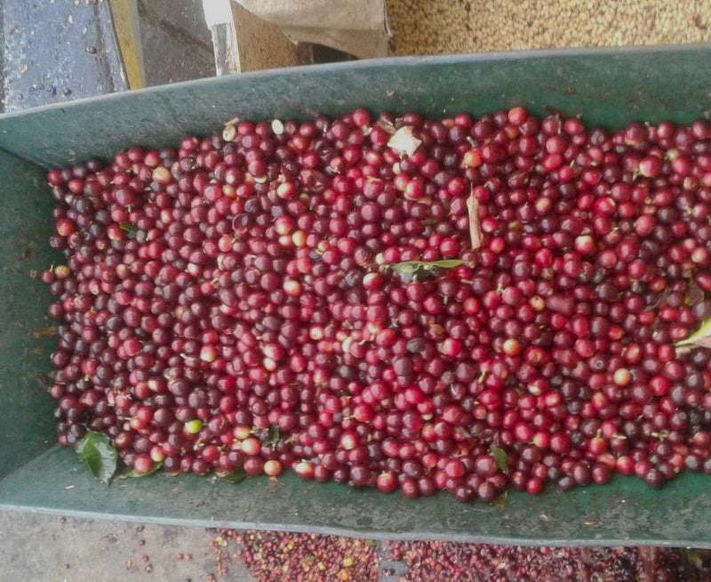 COLOMBIA ORGANIC NARINO APONTE  - 32418 - 70.2 kg GrainPro Bags - SPOT RCWHSE