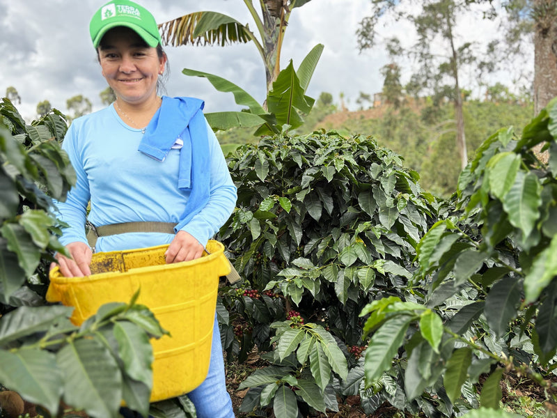 COLOMBIA ORGANIC NARINO HUELLAS DE ENCANTO WOMENS COFFEE - 41347 - GrainPro Bags - Intend Ship: Sep 27, 2026 - SEAFORTH