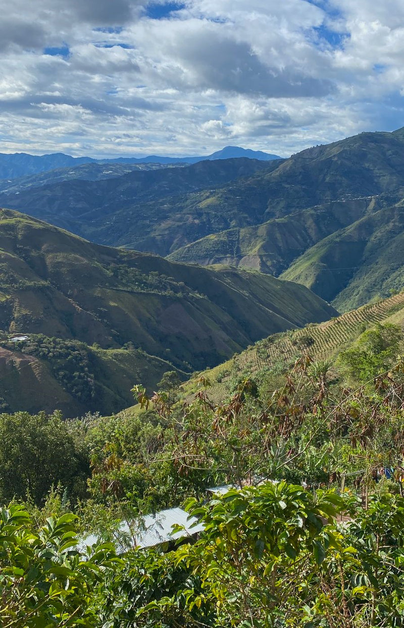 COLOMBIA ORGANIC NARINO SANTA FE - 32419 - 70.2 kg GrainPro Bags - SPOT RCWHSE