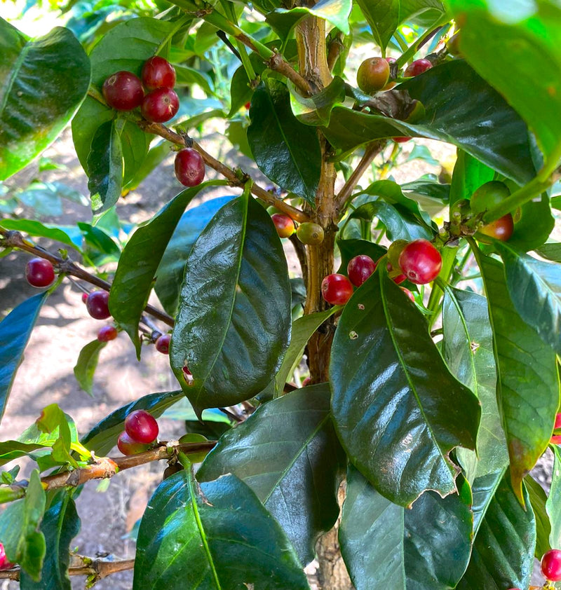 COLOMBIA ORGANIC NARINO SANTA FE - 32419 - 70.2 kg GrainPro Bags - SPOT RCWHSE