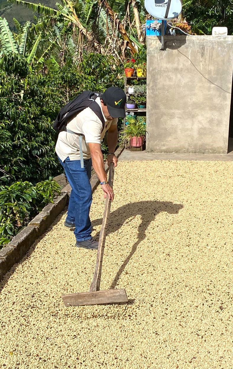 COLOMBIA ORGANIC NARINO SANTA FE - 32419 - 70.2 kg GrainPro Bags - SPOT RCWHSE