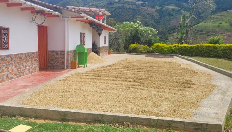 COLOMBIA ORGANIC NARINO ZONA CENTRAL - 32420 - 70.0 kg GrainPro Bags - SPOT RCWHSE