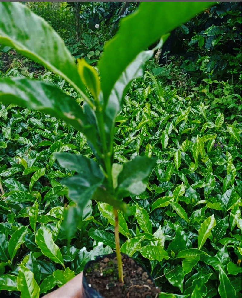 COLOMBIA ORGANIC NARIÑO ALIANZA  - 34360 - 69.8 kg GrainPro Bags - SPOT RCWHSE
