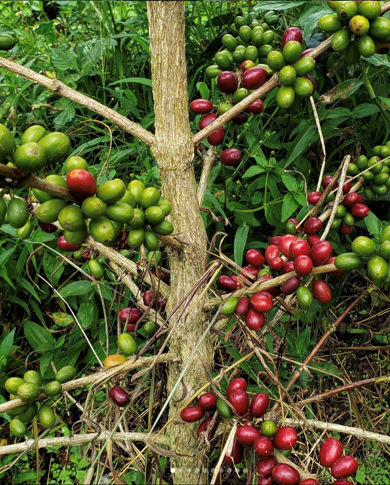 COLOMBIA FT-FLO ORGANIC NARINO ECOTERRA - 31647 - GrainPro Bags - SPOT RCWHSE
