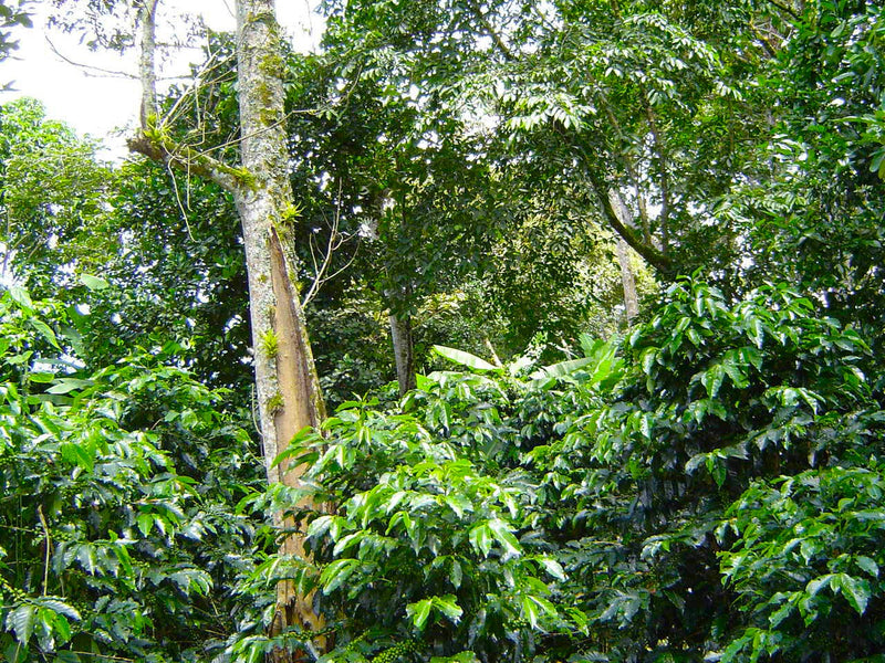 COLOMBIA ORGANIC RFA-IP SANTANDER KACHALU - *51343* - 25584-1 - 69.9 kg GrainPro Bags - SPOT DUPUYHOU