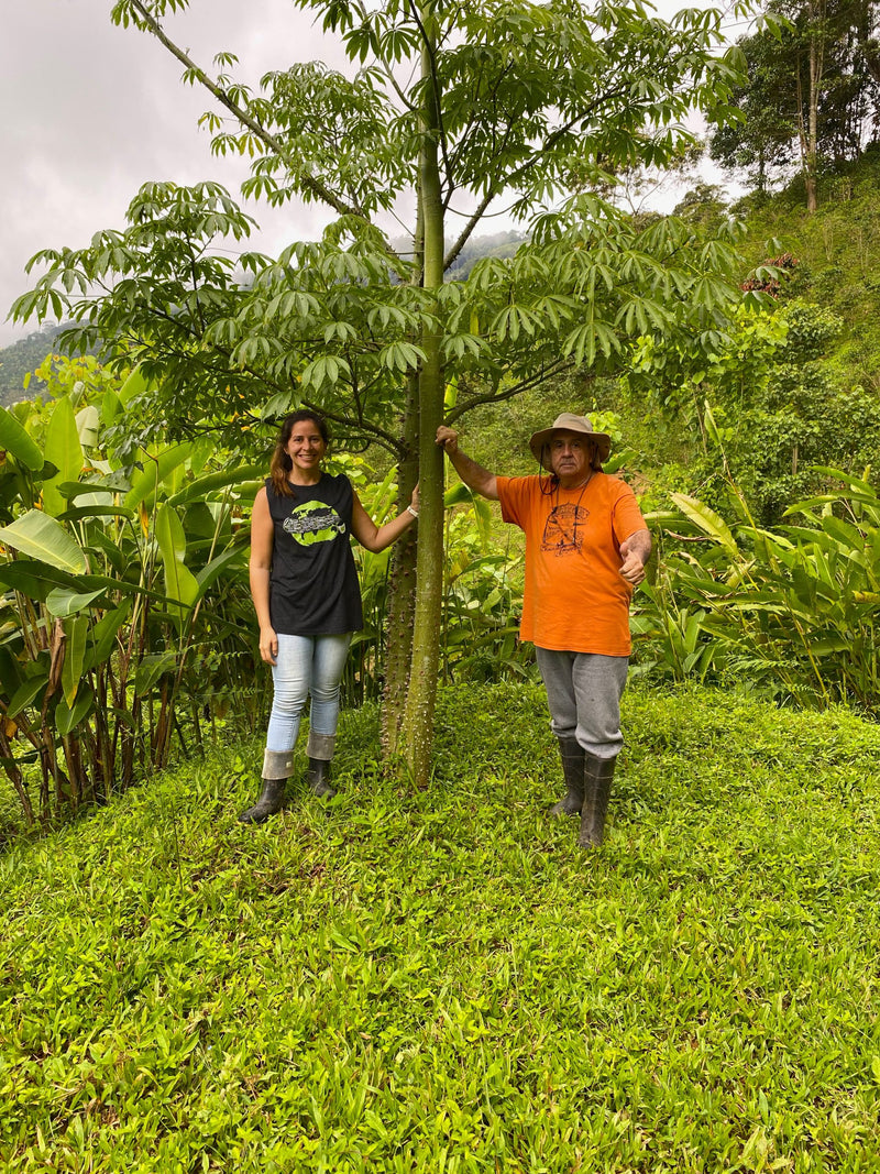 COLOMBIA ORGANIC RFA-IP SIERRA NEVADA PUERTO RICO ESTATE - 30350 - 70.1 kg Bags - SPOT RCWHSE
