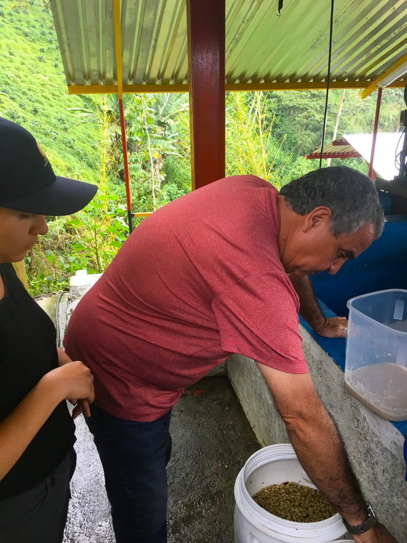 COLOMBIA ORGANIC RFA-IP SIERRA NEVADA PUERTO RICO ESTATE - 30350 - 70.1 kg Bags - SPOT RCWHSE