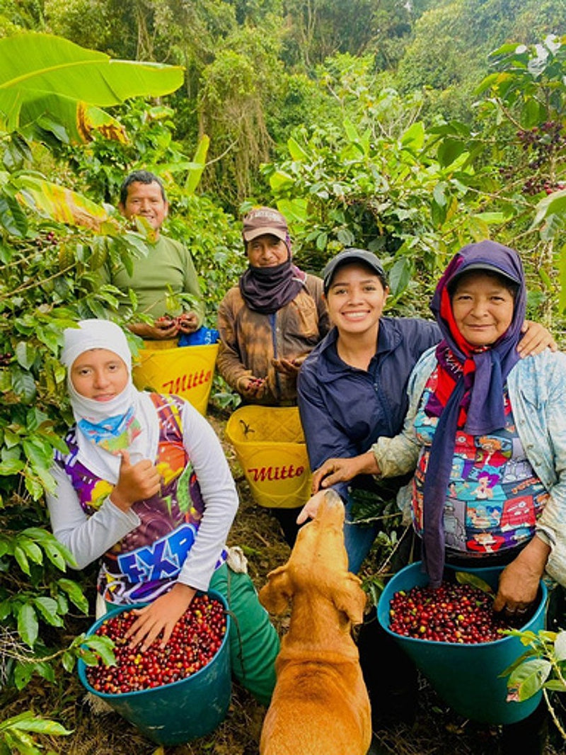 COLOMBIA ORGANIC TOLIMA ASEPROPAZ - 35055-1 - 69.8 kg Ecotact Bags - SPOT COSEATAC