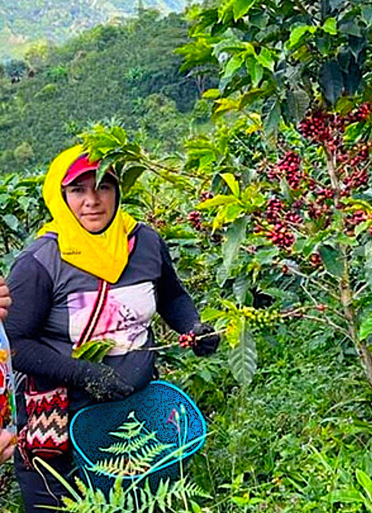 COLOMBIA ORGANIC TOLIMA ASEPROPAZ - 35057-1 - 70.1 kg Ecotact Bags - SPOT DUPUYHOU