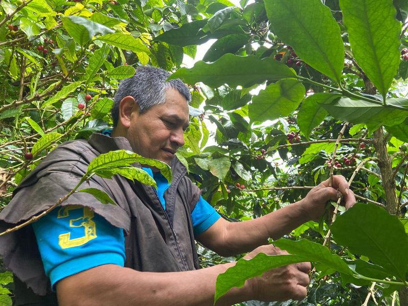 COLOMBIA ORGANIC TOLIMA ASEPROPAZ - 35057-1 - 70.1 kg Ecotact Bags - SPOT DUPUYHOU