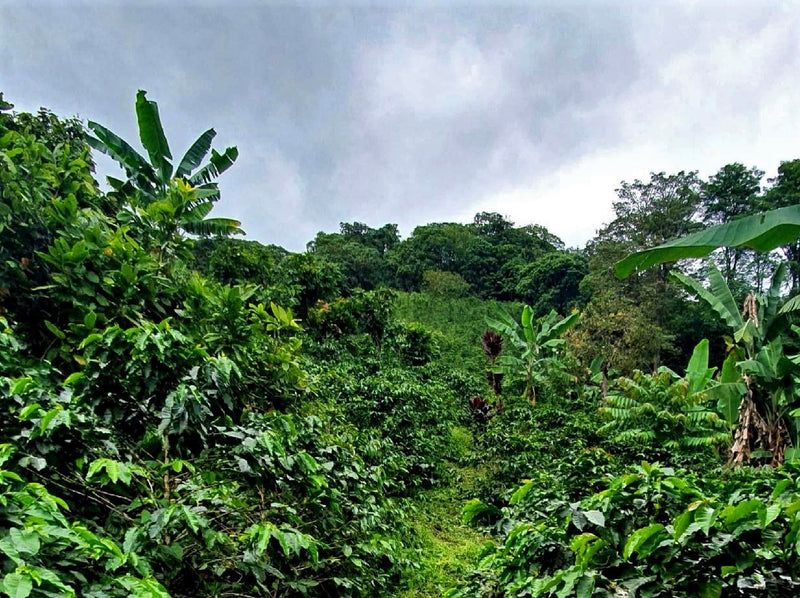 COLOMBIA ORGANIC TOLIMA ASOAGROTOL GALILEA - 29586 - 70.0 kg GrainPro Bags - SPOT RCWHSE