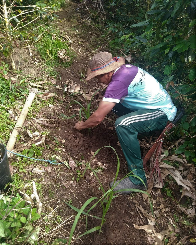 COLOMBIA ORGANIC TOLIMA ASOAGROTOL GALILEA - 29586 - 70.0 kg GrainPro Bags - SPOT RCWHSE