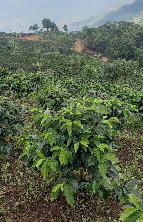 COLOMBIA ORGANIC TOLIMA LA EXCELENCIA - 30362-2 - GrainPro Bags - SPOT DUPUYHOU