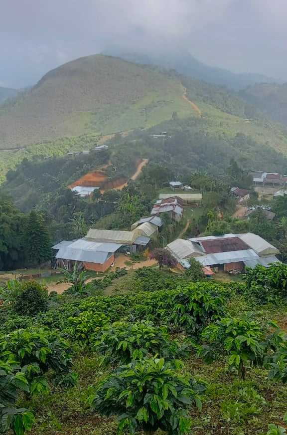 COLOMBIA ORGANIC TOLIMA LA EXCELENCIA - 30363 - 69.9 kg GrainPro Bags - SPOT RCWHSE