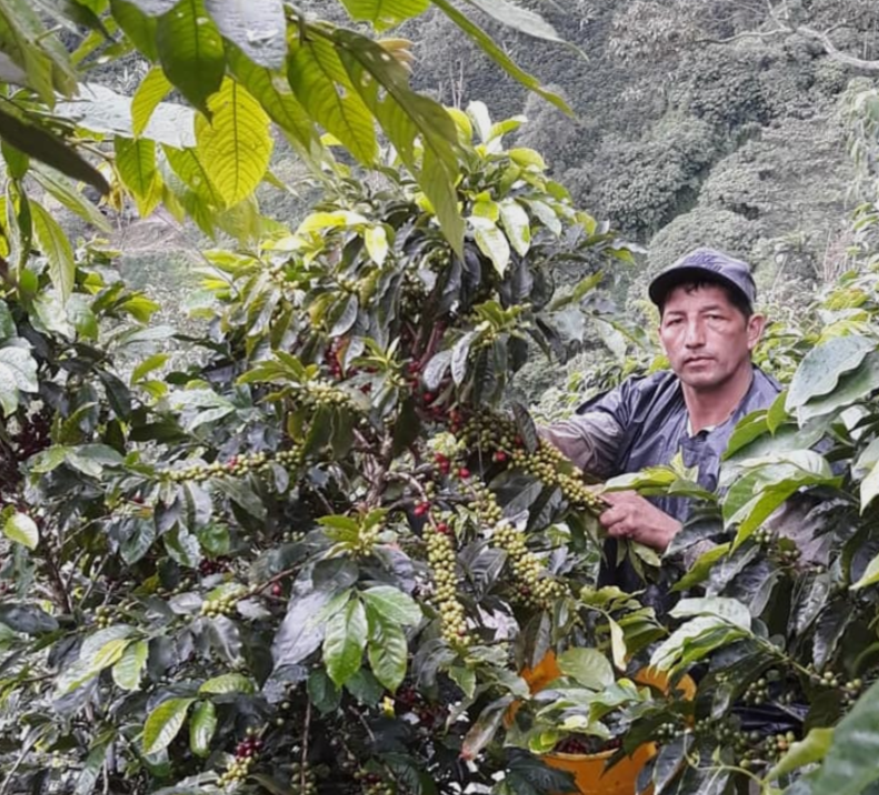 COLOMBIA ORGANIC TOLIMA VOLCANO - 37392 - 70.0 kg GrainPro Bags - SPOT RCWHSE