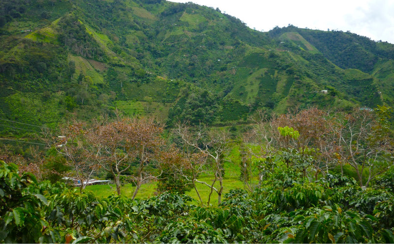 HONDURAS ORGANIC SANTA BARBARA YELTSIN SAGASTUME NATURAL PARAINEMA - 38639 - GrainPro Bags - SPOT RCWHSE