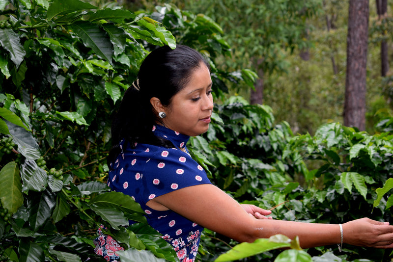HONDURAS ORGANIC COMSA SHG EP - 35151-2 - SPOT COSEATAC