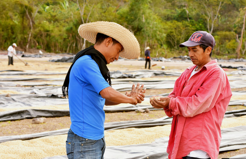 HONDURAS FT-FLO/USA ORGANIC COMSA SHG EP - 29377 - SPOT SEAFORTH