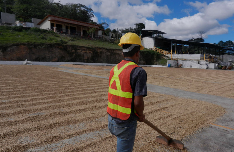 HONDURAS FT ORGANIC COMSA TOP LOT BLEND WASHED  - 29467 - GrainPro Bags - SPOT RCWHSE