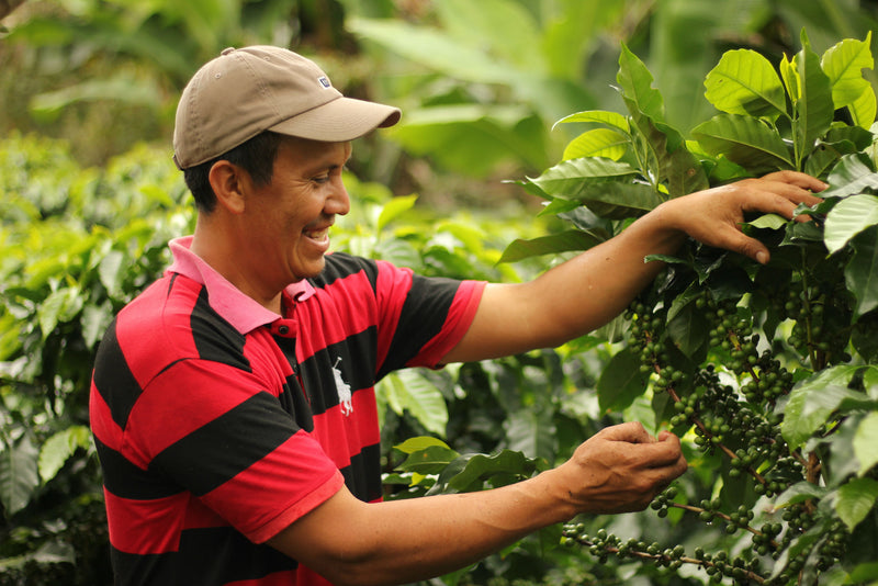 HONDURAS ORGANIC COMSA SHG EP - *49897* - 24078 - SPOT RCWHSE