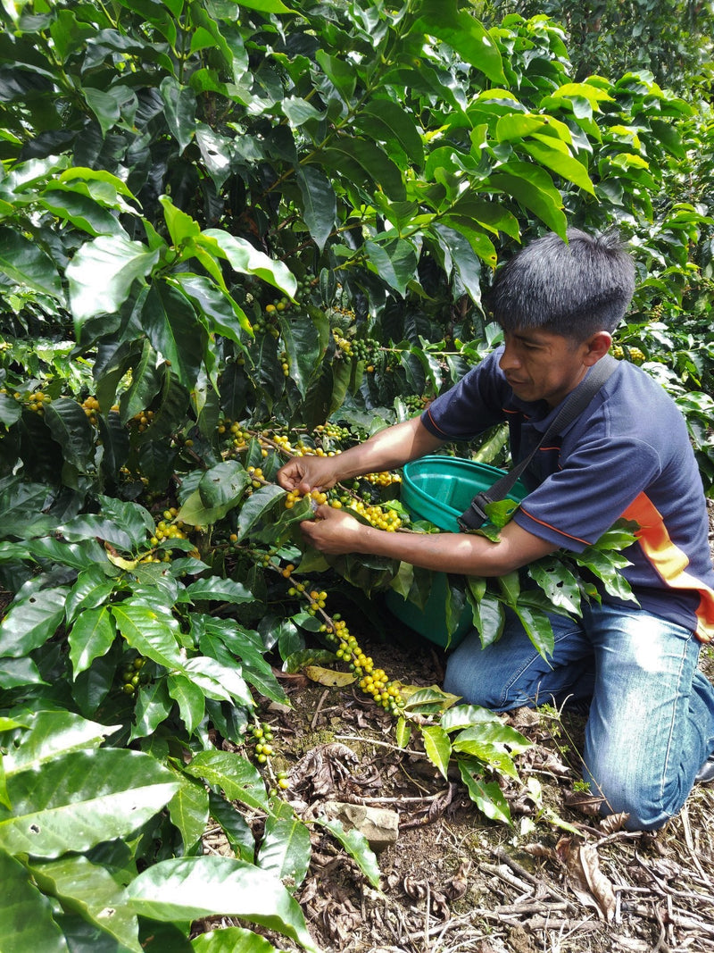 BOLIVIA FT ORGANIC COOP AGROPECUARIA BIO ARABICA - *48857* - 24980 - GrainPro Bags - SPOT RCWHSE