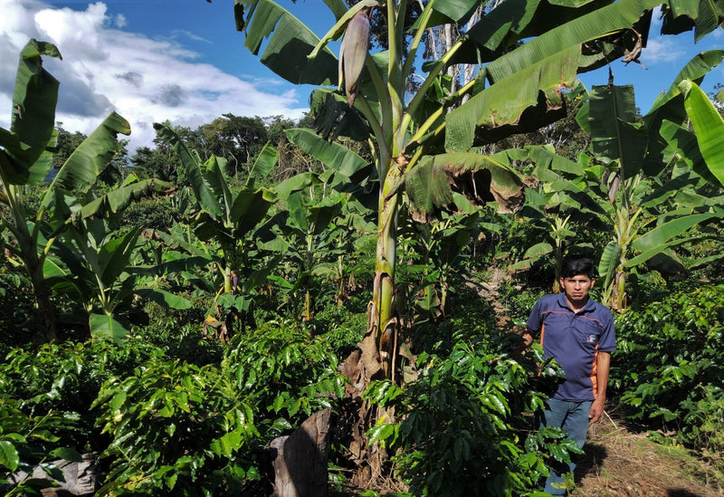 ROYAL GEM BOLIVIA FT-FLO ORGANIC COOP AGROPECUARIA BIO ARABICA 50 Lb - *52253* - 27041-2 - SPOT RCWHSE