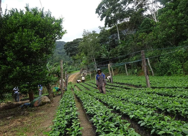 BOLIVIA FT ORGANIC COOP AGROPECUARIA BIO ARABICA - *48857* - 24980 - GrainPro Bags - SPOT RCWHSE