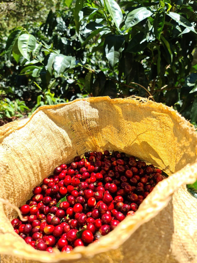 Costa Rica Cerro Nuboso Anaerobic - 31493 - GrainPro Bags - SPOT SHANGHAI