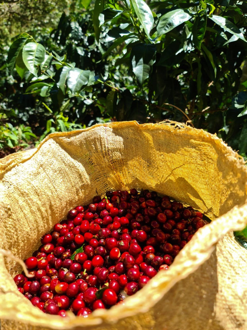 Costa Rica El Alto Natural Microlot - 28707 - GrainPro Bags - SPOT RCWHSE