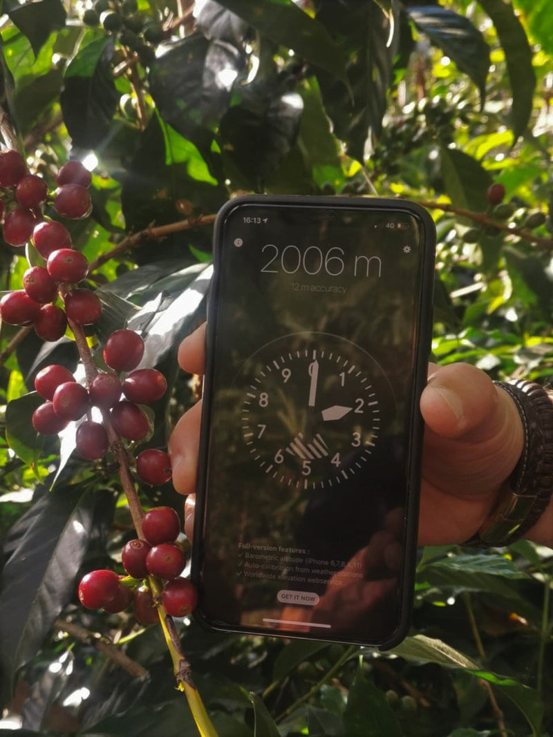 Costa Rica Hacienda La Florida Natural Gesha - *52125* - 27301 - GrainPro Bags - SPOT RCWHSE