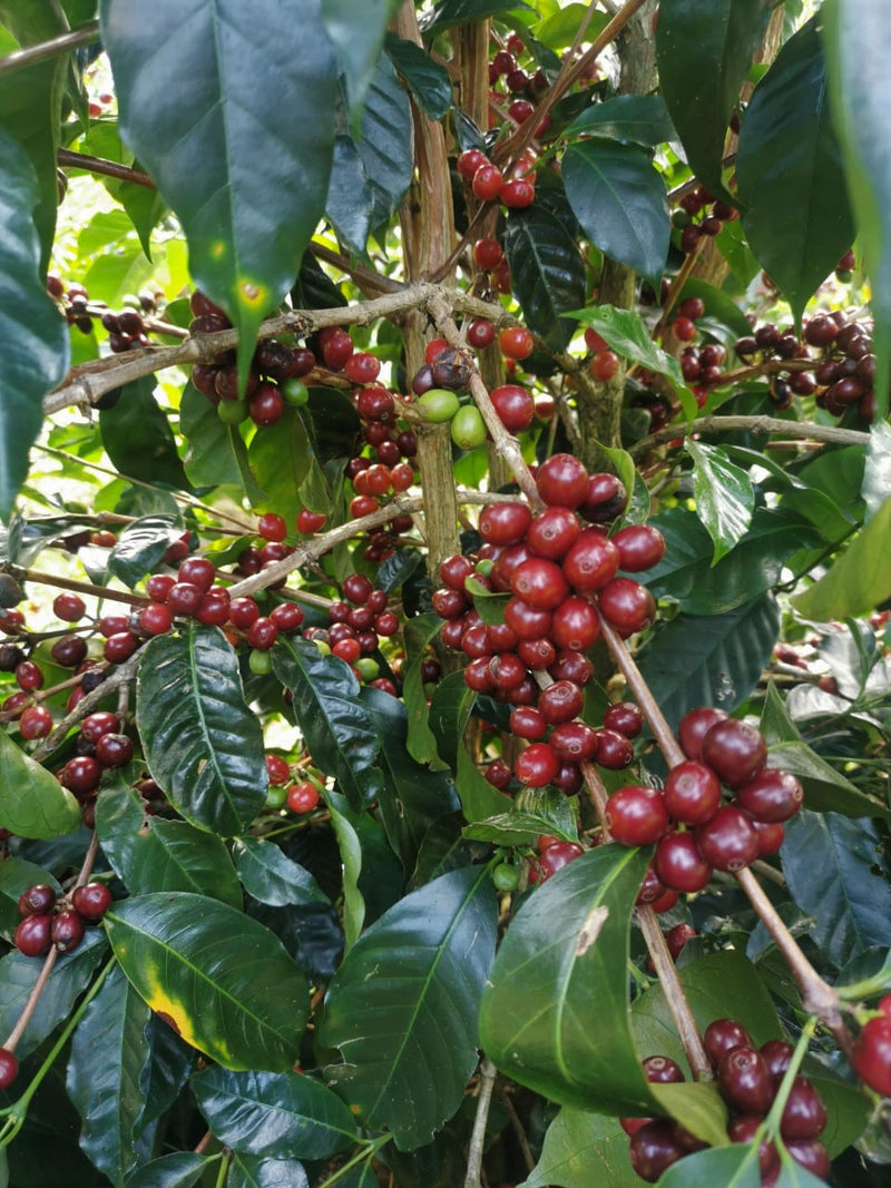 Costa Rica Hacienda La Florida Natural Gesha - *52125* - 27301 - GrainPro Bags - SPOT RCWHSE