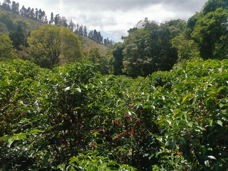 Costa Rica Hacienda La Florida Natural Gesha - *52125* - 27301 - GrainPro Bags - SPOT RCWHSE