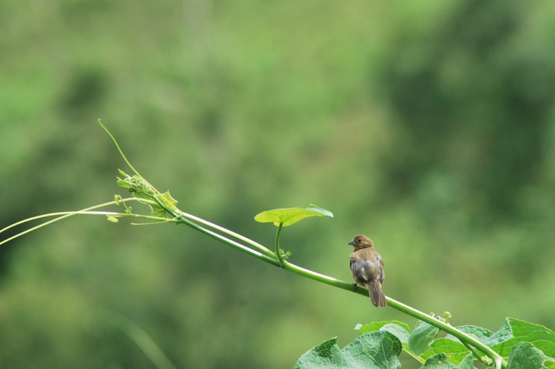 Costa Rica Los Santos Fatima Tarrazu Red Honey Catuai - 41298 - GrainPro Bags - SPOT SEAFORTH