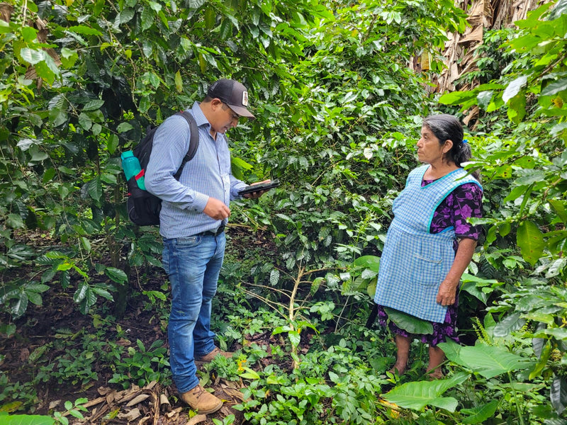 MEXICO FT-USA ORGANIC ALMA DE CHIAPAS SHG EP - 33747 - GrainPro Bags - SPOT RCWHSE