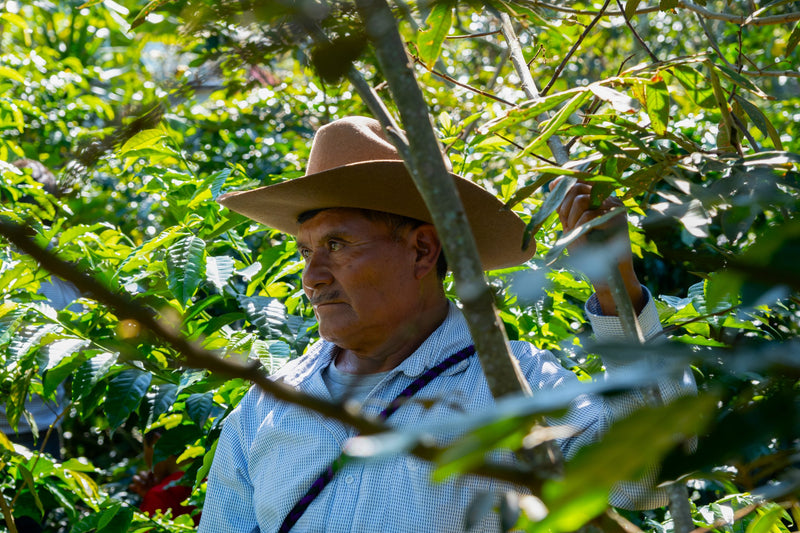 MEXICO FT-USA ORGANIC ALMA DE CHIAPAS SHG EP - 33747 - GrainPro Bags - SPOT RCWHSE