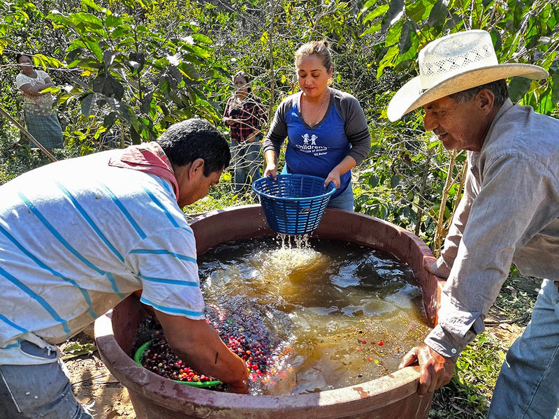 MEXICO FT-USA ORGANIC ALMA DE CHIAPAS SHG EP - 33747 - GrainPro Bags - SPOT RCWHSE