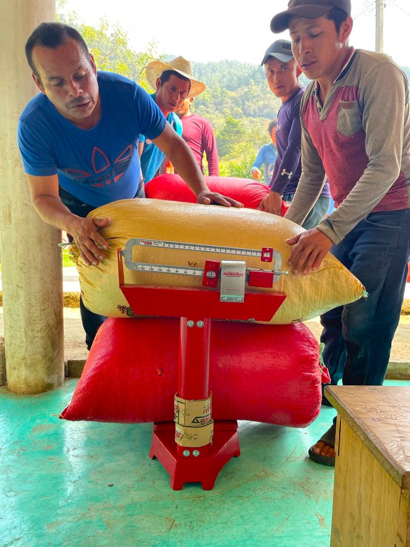 MEXICO FT-USA ORGANIC ALMA DE CHIAPAS SHG EP - 33747 - GrainPro Bags - SPOT RCWHSE
