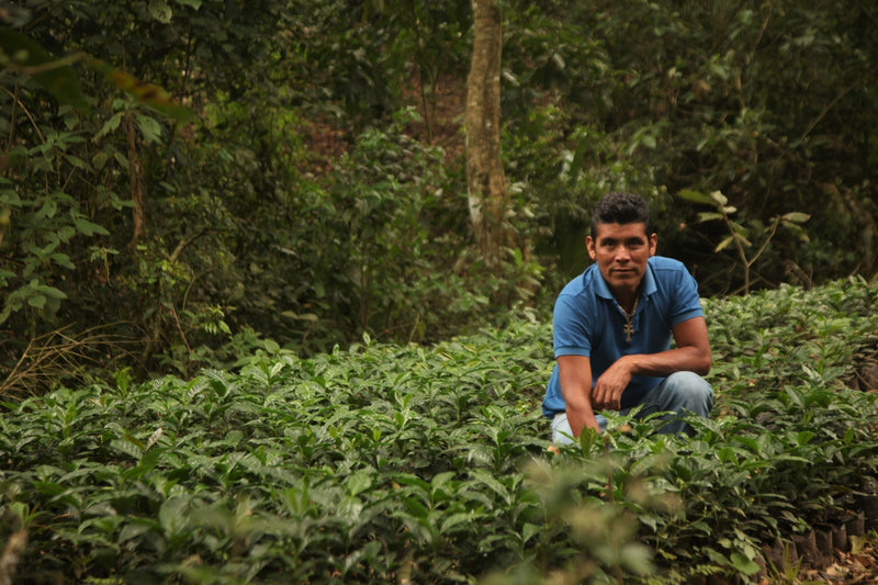 NICARAGUA FT-FLO ORGANIC CANTA GALLO SHG EP - 30471-2 - Ecotact Bags - SPOT SEAFORTH