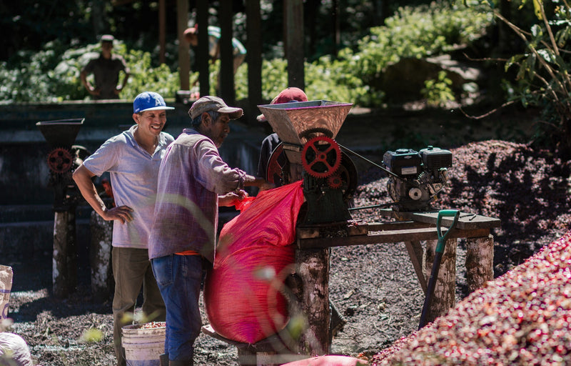 NICARAGUA FT-FLO ORGANIC CANTA GALLO SHG EP - 33150-1 - Ecotact Bags - SPOT COSEATAC