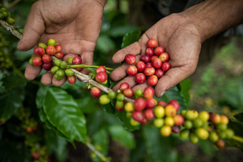 NICARAGUA FT-FLO ORGANIC CANTA GALLO SHG EP - 30471-4 - Ecotact Bags - SPOT COSEATAC