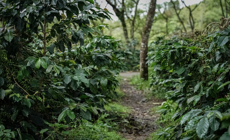 Sumatra Bener Meriah Gayo Aalamin Wet Hull Lychee Co-Ferment - 40338 - GrainPro Bags - SPOT RCWHSE