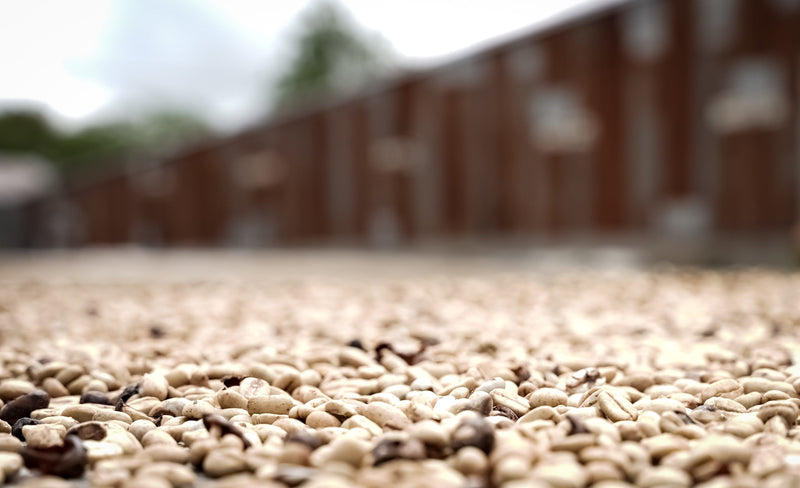 Crown Jewel Sumatra Jasmine Co-Fermented & Infused Wet Hull Bener Meriah - 40337-1 - SPOT RCWHSE