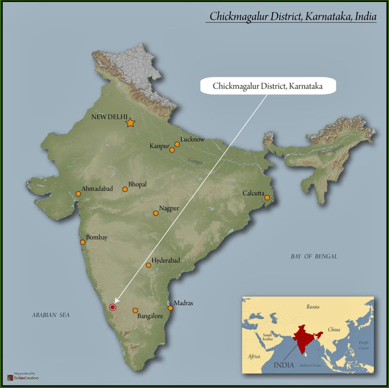 INDIA ORGANIC CHIKMAGALUR ROBUSTA WASHED AB - *49561* - 24455 - 60.0 kg Bags - SPOT RCWHSE