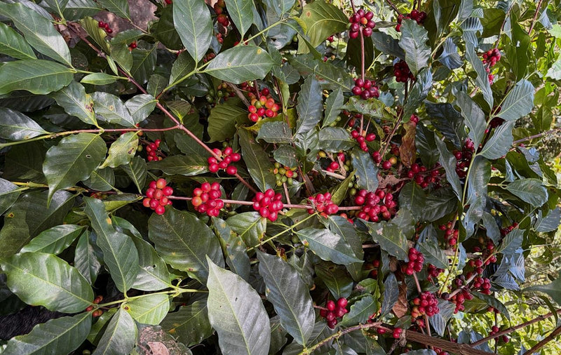 SUMATRA ORGANIC BENER MERIAH GAYO MANDHELING GRADE 1 - 29606 - SPOT RCWHSE