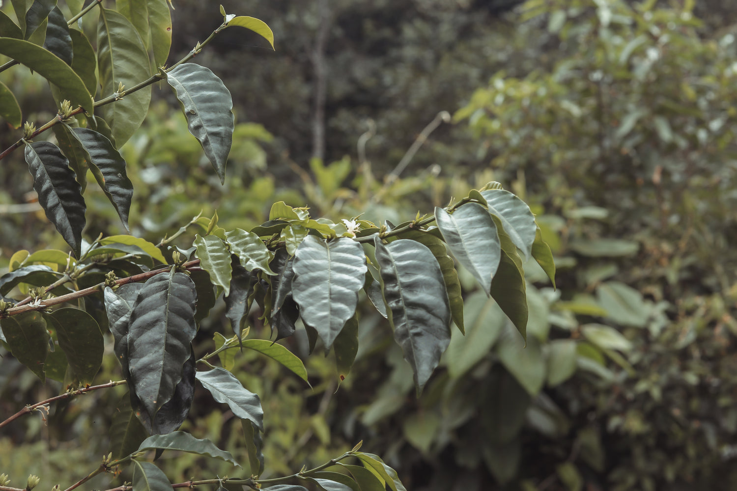 Coffee leaves, Coop San Juan Caranavi Los Yungas Bolivia