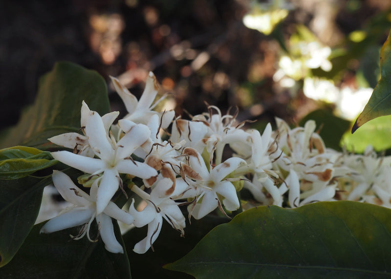 COLOMBIA FT-FLO/USA ORGANIC TOLIMA ASPROCAFEES - *49773* - 25041 - 69.9 kg GrainPro Bags - SPOT RCWHSE