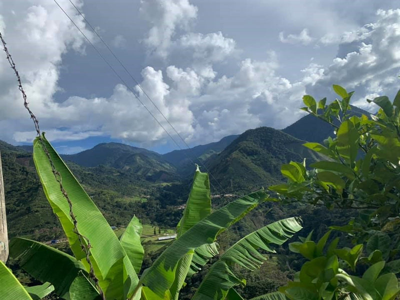 COLOMBIA FT-FLO/USA ORGANIC TOLIMA ASPROCAFEES - *49773* - 25041 - 69.9 kg GrainPro Bags - SPOT RCWHSE
