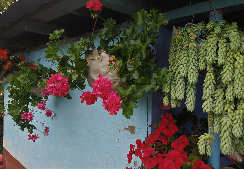 COLOMBIA FT-FLO/USA ORGANIC TOLIMA ASPROCAFEES - *49773* - 25041 - 69.9 kg GrainPro Bags - SPOT RCWHSE