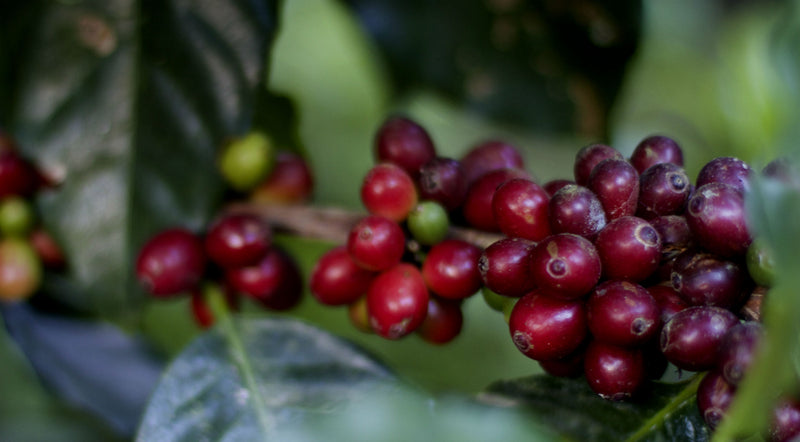Colombia Cauca Corralejas Natural Castillo - Lot 392 - 34788-3 - 69.9 kg GrainPro Bags - SPOT COMIDWEST